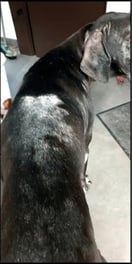 Hond van Irmgard Gailliaert na