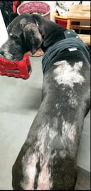 Hond van Irmgard Gailliaert voor