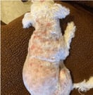 Hond van Linda voor