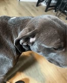 Hond van Natasha Vd Sijde na