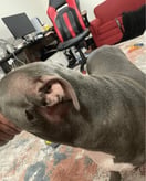 Hond van Natasha Vd Sijde voor