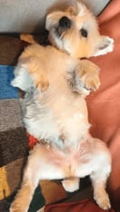 Hond van Sarah E. na