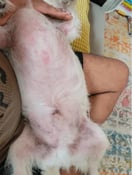 Hond van Sarah E. voor