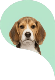 Beagle pup Bella