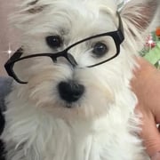 De hond van Fabienne
