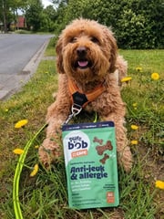 Odilon, de hond van Sofie