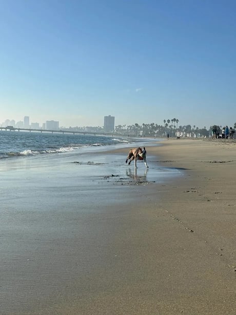 Blutske in week 6 op het strand