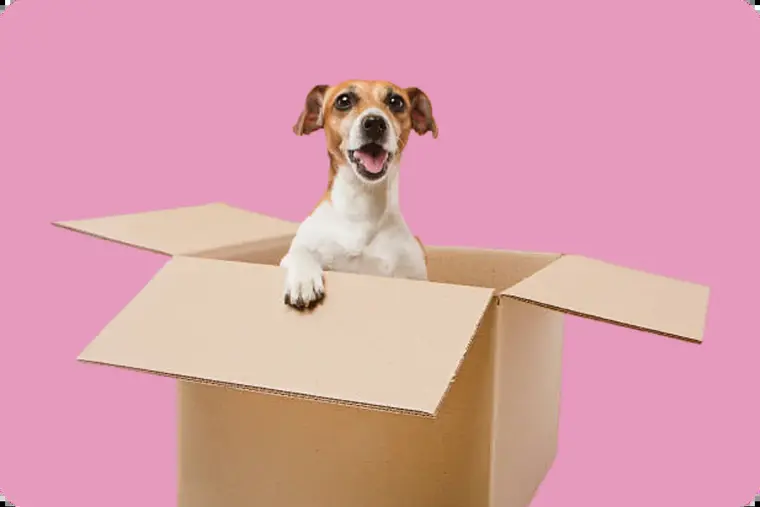 Hond in een cadeaudoos
